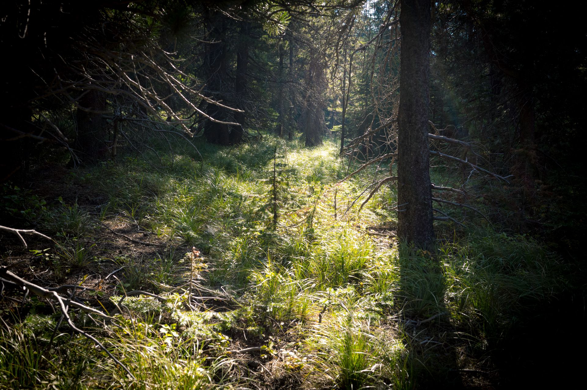 Dustin Grant Photography